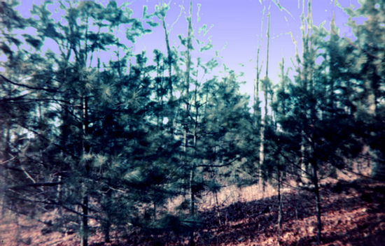 Woods on the mountain, in the wilderness