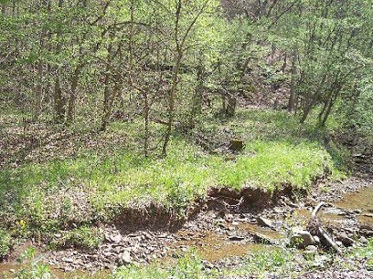 water-from-stream-vegies-from-forest